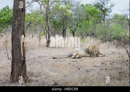 Ein Großteil der Tierwelt von Majete Wildlife Reserve in Malawi durch Wiederansiedlungen restauriert wurde und konzertierte Anstrengungen in den vergangenen Jahren. Stockfoto