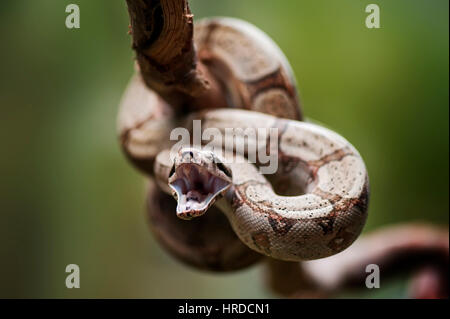 Red-tailed Boa (Boa Constrictor), fotografiert in Santa Teresa, Espírito Santo - Brasilien. Atlantischen Regenwaldes Biom. Gefangene Tier. Stockfoto