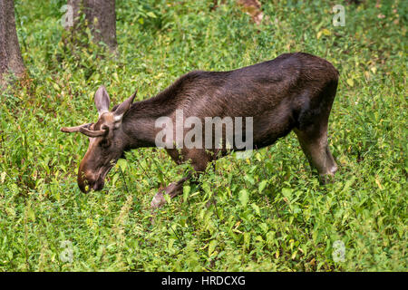 Der Elch (Nordamerika) oder Elchen (Eurasien), Alces Alces, ist die größte erhaltene Art in der Familie der Hirsche. Fotografiert in Europa. Stockfoto