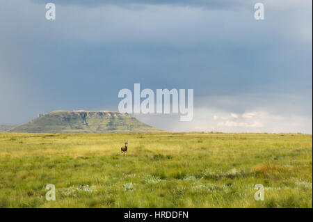 Die hohe Wiesen des Golden Gate Highlands National Park in der Free State of South Africa kombinieren Sie schöne Landschaft und die Tierwelt. Stockfoto