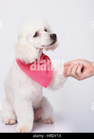 Handshake des weißen Pudelhund und Mensch isoliert auf weißem Hintergrund. Pudel mit Pfote Stockfoto