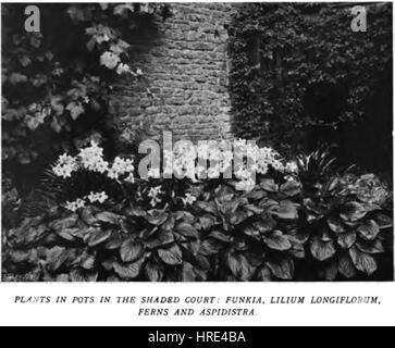 „Colour in the Flower Garden 108“ zeigt die reichen und abwechslungsreichen Blütenfarben. Der Fokus liegt auf der Farbdynamik in einem Garten, der die ästhetische Anziehungskraft und natürliche Schönheit blühender Pflanzen in ihrer saisonalen Blüte einfängt. Stockfoto