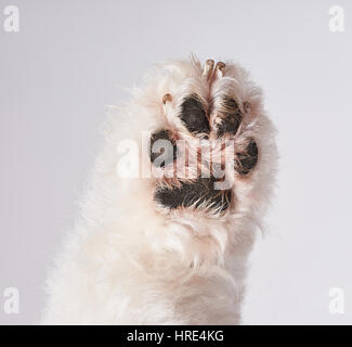 Unterseite des weißen Hund Pfote Closeup isoliert auf weißem Hintergrund. Ein Pudel Pfote Stockfoto