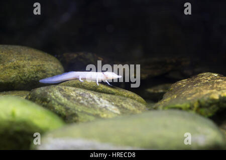 Nahaufnahme von einem blinden Texas Salamander kriecht entlang Felsen Stockfoto