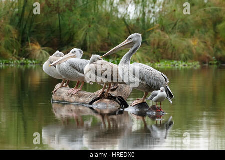 Pelikane in den Naivasha-Nationalpark in Kenia Stockfoto