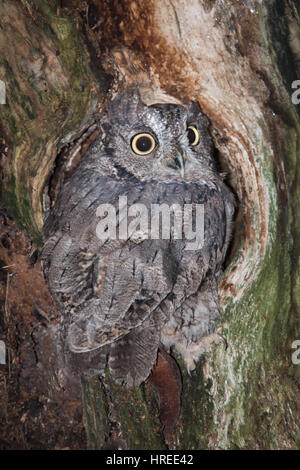 Ein aufrechte vertikales Bild eine kleine Käuzchen thront in ein Loch in einem Baum und Blick nach hinten Stockfoto