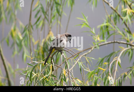 Brillentragende Bulbul genannt auch gelbe belüftete Bulbul Pycnonotus Xanthopygos Adrasan Türkei Stockfoto