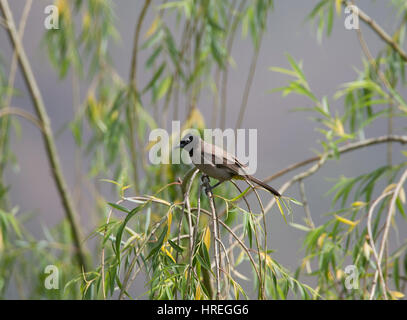 Brillentragende Bulbul genannt auch gelbe belüftete Bulbul Pycnonotus Xanthopygos Adrasan Türkei Stockfoto