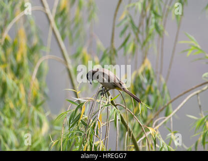 Brillentragende Bulbul genannt auch gelbe belüftete Bulbul Pycnonotus Xanthopygos Adrasan Türkei Stockfoto