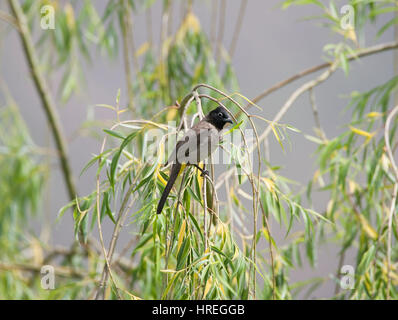 Brillentragende Bulbul genannt auch gelbe belüftete Bulbul Pycnonotus Xanthopygos Adrasan Türkei Stockfoto