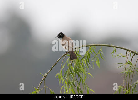 Brillentragende Bulbul genannt auch gelbe belüftete Bulbul Pycnonotus Xanthopygos Adrasan Türkei Stockfoto