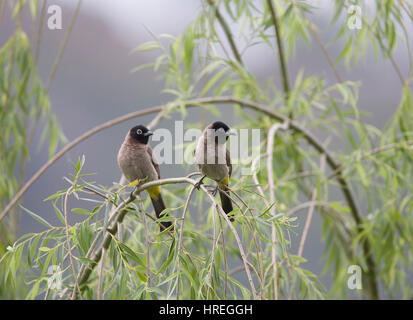 Brillentragende Bulbul genannt auch gelbe belüftete Bulbul Pycnonotus Xanthopygos Adrasan Türkei Stockfoto