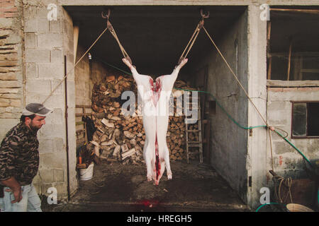 Tote Schwein Aufschneiden in einem Schlachthof in Alba, befindet sich in der Provinz Piemont, Italien. Stockfoto