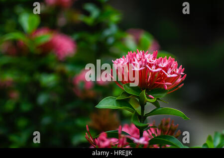 IXORA Blume Stockfoto