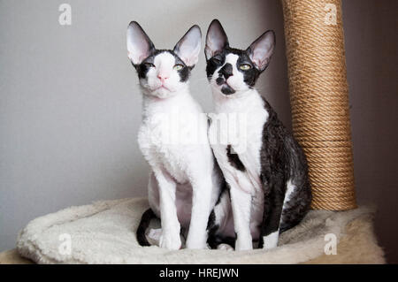 Schöne Cornish Rex Kätzchen. Stockfoto