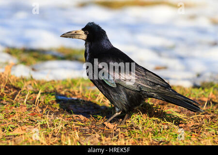 Turm auf Frühlingswiese, Vogel in der Sonne, schwarze Federn, Feder Games, Schnee schmilzt Stockfoto