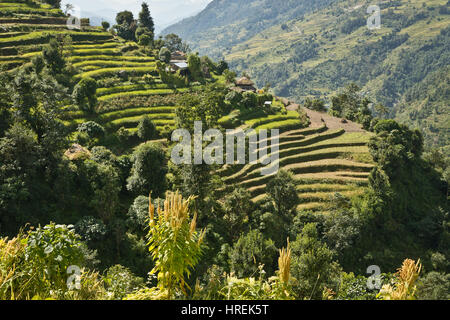 Terrasse, Landwirtschaft, Nepal, Kathmandu, Pokhara Stockfoto