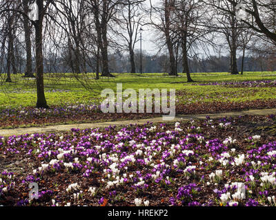 Lila und weißen Krokusblüten auf die streunenden im zeitigen Frühjahr Harrogate North Yorkshire England Stockfoto