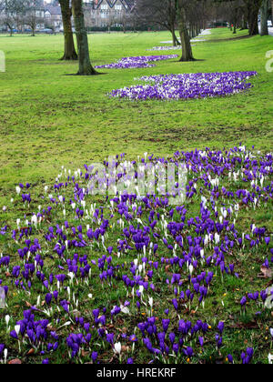 Krokusblüten auf die streunenden im zeitigen Frühjahr Harrogate North Yorkshire England Stockfoto