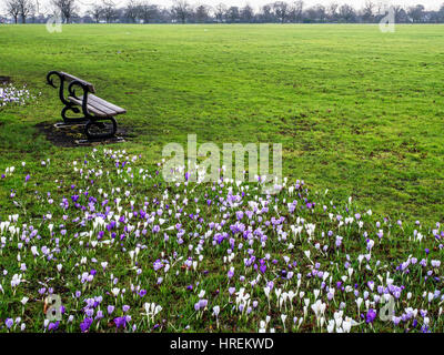 Holzbank und Krokusblüten auf die streunenden im zeitigen Frühjahr Harrogate North Yorkshire England Stockfoto