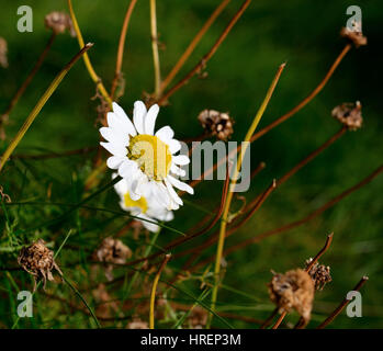 Einzelne Kamille Blume auf dem verblassen rührt Hintergrund Stockfoto