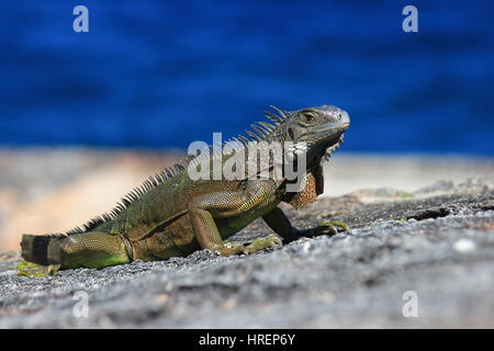 Leguan auf Castillo San Felipe del Morro, San Juan, Puerto Rico. (Blaue Karibische Meer im Hintergrund). Stockfoto