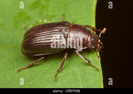 Eine weibliche Eiche Hirschkäfer (Platycerus Virescens) auf einem Blatt. Stockfoto