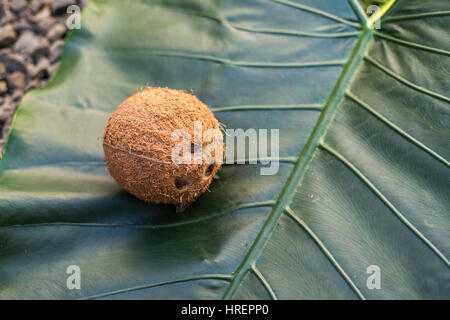 Kokosnuss auf Blatt Stockfoto