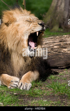Männliche Löwen brüllen - Panthera leo Stockfoto