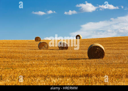 Bereich der frisch gepresst runde Heuballen, Toskana, Italien Stockfoto
