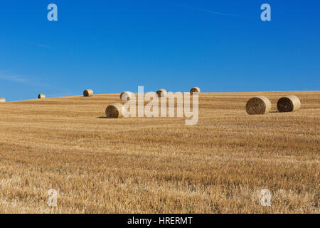 Bereich der frisch gepresst runde Heuballen, Toskana, Italien Stockfoto