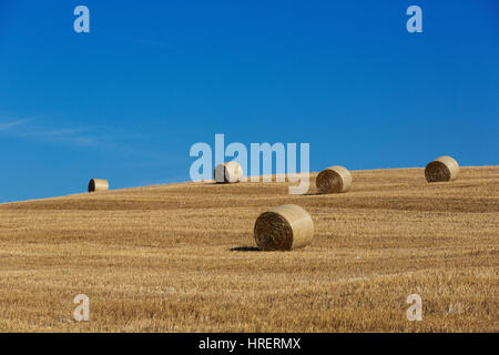 Bereich der frisch gepresst runde Heuballen, Toskana, Italien Stockfoto