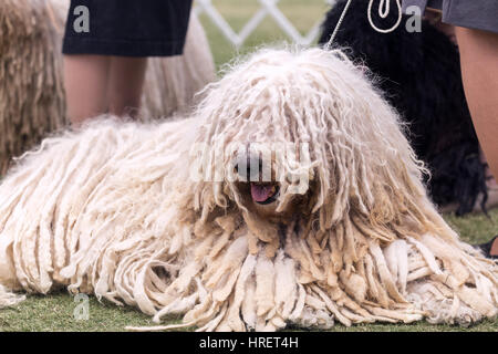 Komondor auf einer Hundeausstellung Stockfoto