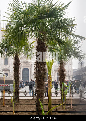 Starbucks-Palmen in Mailand und Taxifahrer protestieren gegen Uber InPiazza Dom, während der Milano Fashion Week - 24. Februar 2017 Stockfoto