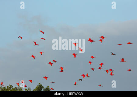 Scarlet Ibis (Eudocimus Ruber). Stockfoto