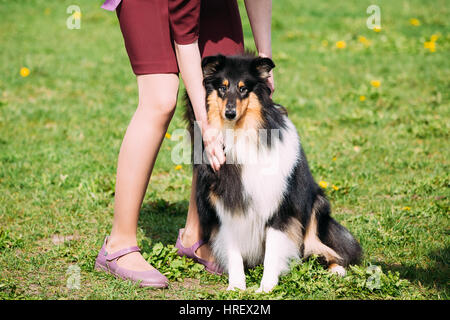 Rough Collie, schottischer Collie, langhaariger Collie, englische Collie sitzt zu Füßen des Eigentümers im Sommer Grasgrün. Stockfoto