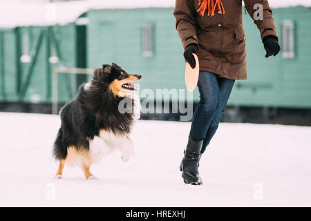 Lustige junge Shetland Sheepdog, Sheltie, Collie Hund spielen mit Platte und laufen im Freien im Schnee zu Füßen der Frau, Wintersaison. Spielerische Pet im freien Stockfoto