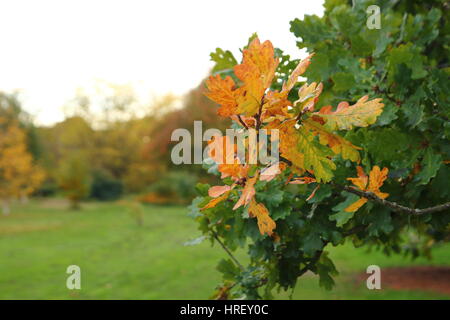 Gelbes Herbstlaub im flachen Fokus Stockfoto
