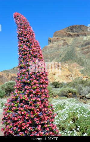 Teide Bugloss lateinischen Namen Echium Auberianum Blumen auf Teneriffa Stockfoto