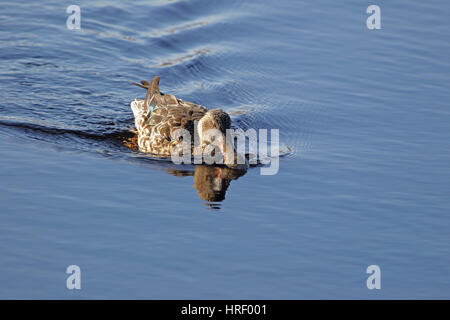 Weibliche Löffelente Ente lateinische Name Anas Clypeata Familie Anatidae Schaufeln Wasser in der Sentina Natur reservieren in Poto D'Ascoli Italien von Ruth Schwan Stockfoto