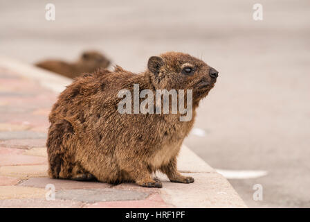 Ein klippschliefer, andernfalls bekannt als Cape Hyrax und ein dassie, in Südafrika Stockfoto