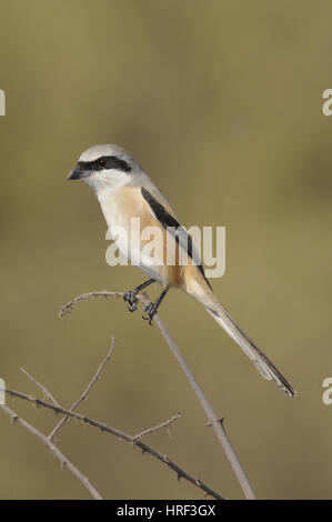 Long-tailed Shrike - Lanius schach Stockfoto