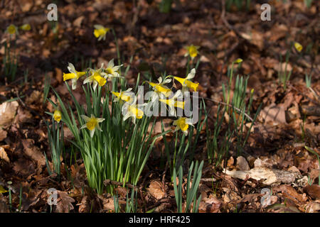 Wilde Narzissen Narcissus Pseudo-Narcissus, wächst in Wäldern, Gloucestershire, UK. Stockfoto