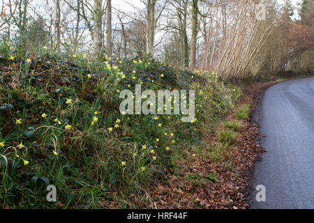 Wilde Narzissen Narcissus Pseudo-Narcissus, wächst am Ufer neben Straße, Gloucestershire, UK. Stockfoto