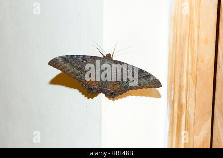 Erebid Moth - Argentinien Stockfoto