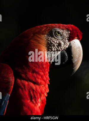 Hellroten Aras ist eine große rote, gelbe und blaue südamerikanische Papagei. Fotografiert in Iguazu National Park - Detail - Reisen-Vogelbeobachtung Stockfoto