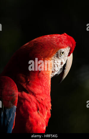 Hellroten Aras ist eine große rote, gelbe und blaue südamerikanische Papagei. Fotografiert in Iguazu National Park - Detail - Reisen-Vogelbeobachtung Stockfoto