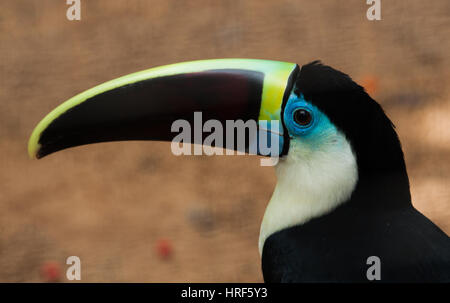 Weiße-throated Toucan (Ramphastos Tucanus) findet sich im gesamten Amazonasbecken - fotografiert in Iguazu National Park - Detail - Reisen-Vogelbeobachtung Stockfoto