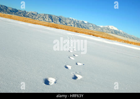 Spuren im Schnee führen zu Pikes Peak in der Ferne.  Morgensonne glitzert Schnee und blauen Himmel leuchtet. Stockfoto