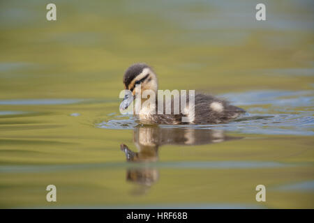 Stockente Entlein Anas Platyrhynchos schwimmen auf dem See, Norfolk Stockfoto